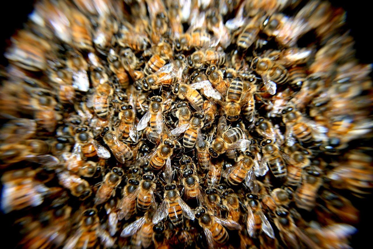 Close-up swarm of bees